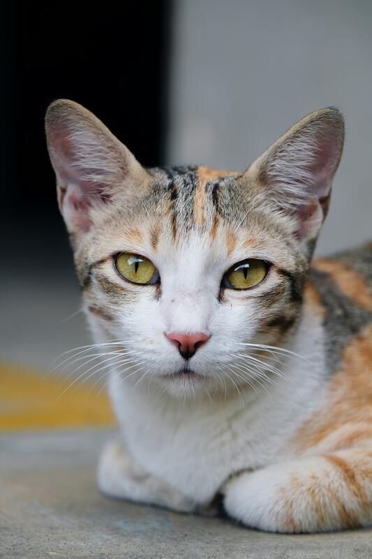 Unsized cat portrait photo
