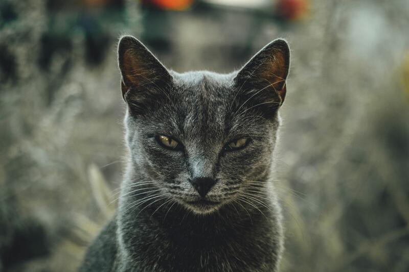 Full-size cat photograph
