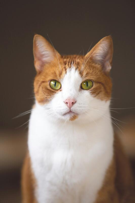Unedited cat snapshot