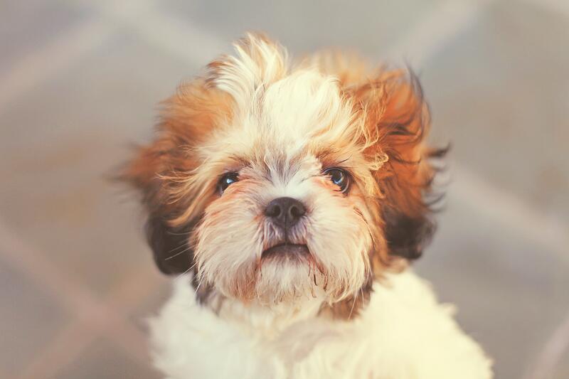 Full-size dog photograph