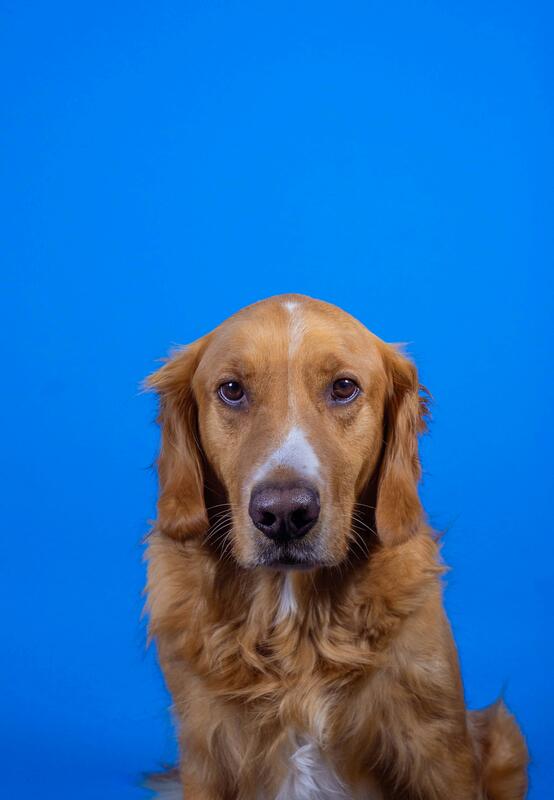 Unedited dog snapshot
