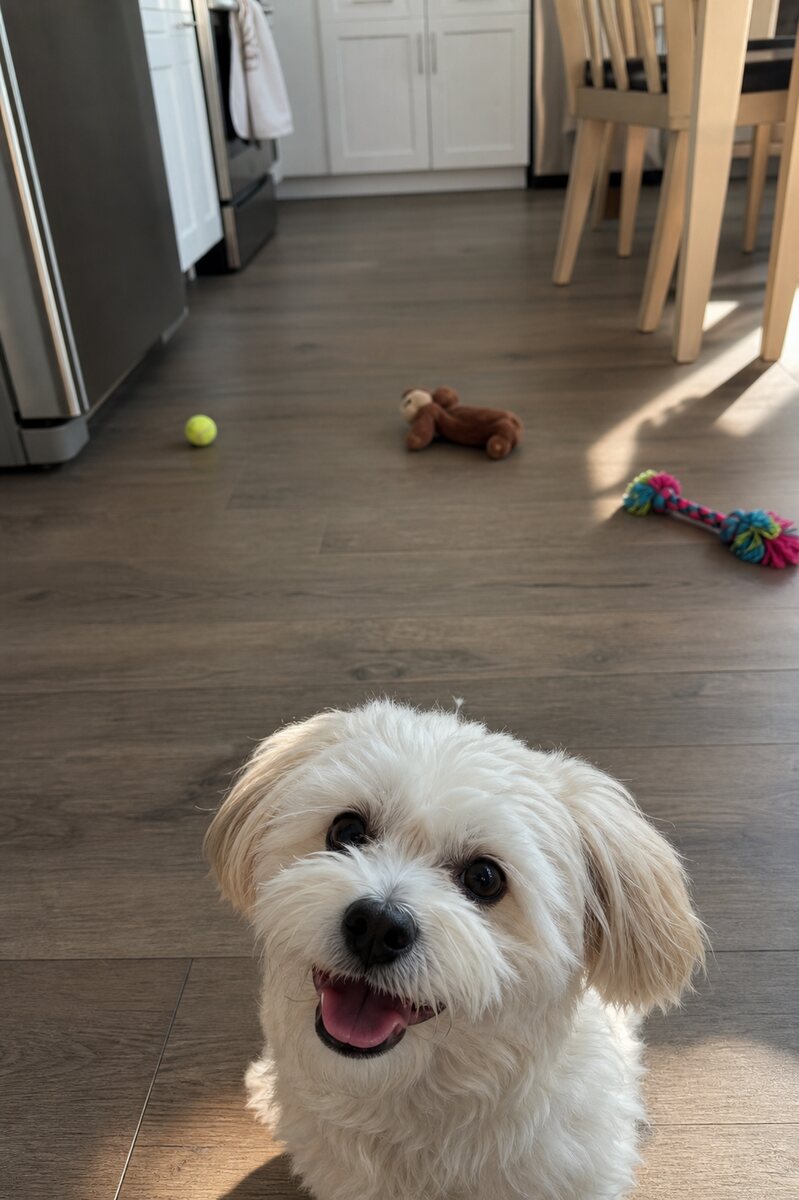 Cute dog phone photo before square PFP cropping